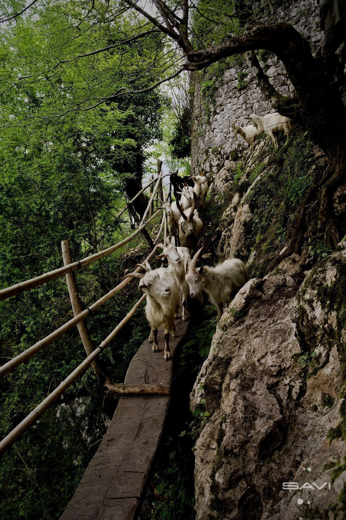 Крепость Абахуаца, 2009 год